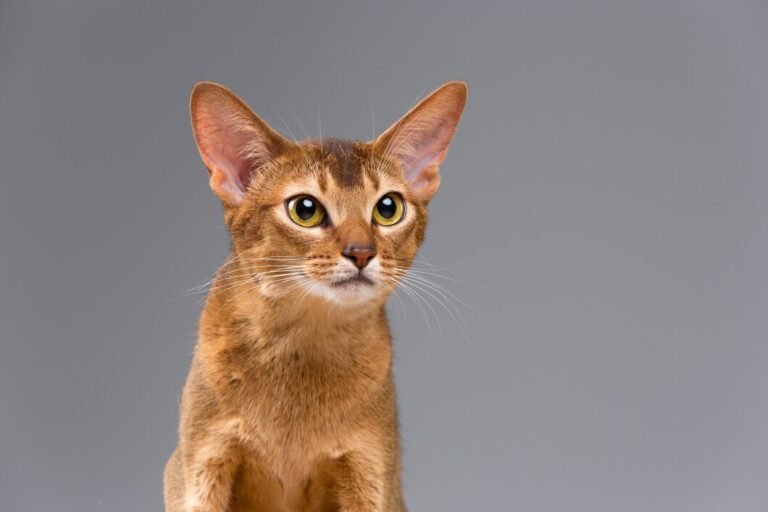 abyssinian cats